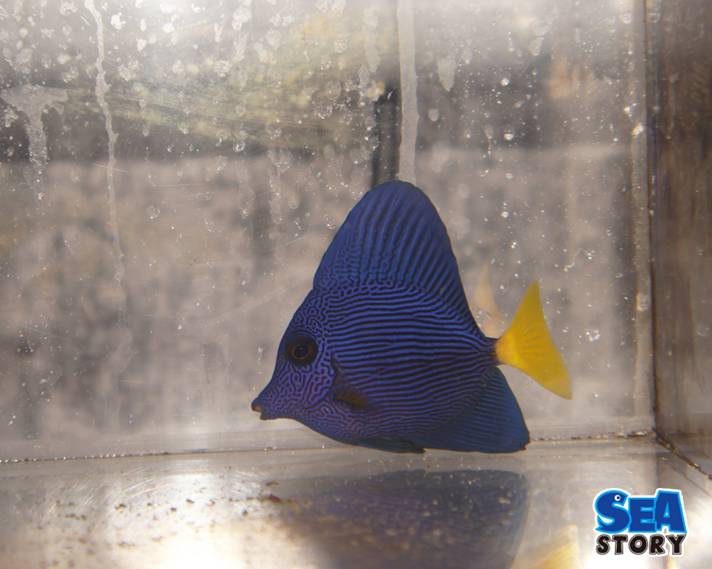 20250121-pa-purutann