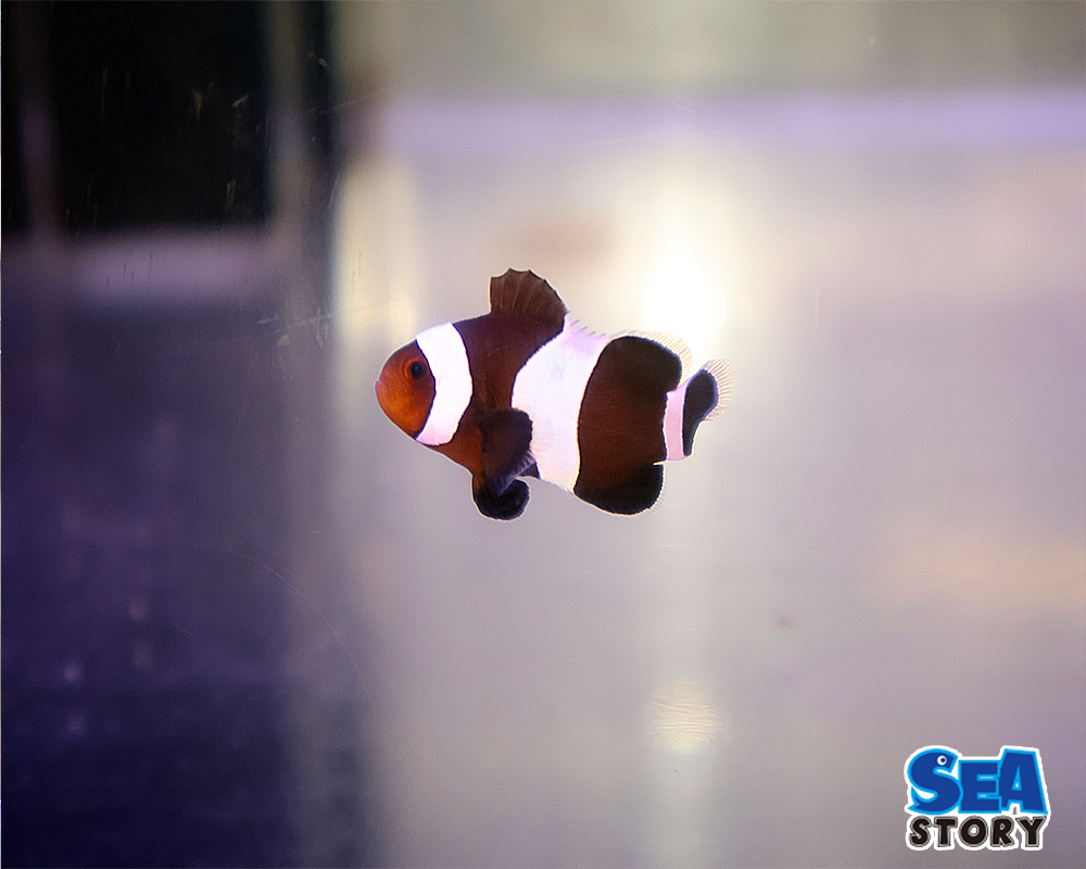 20250122-burakkuoserarisuburi-do