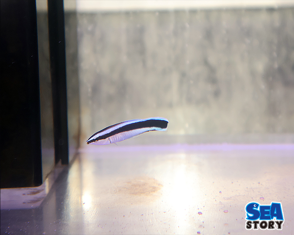 ホンソメワケベラ