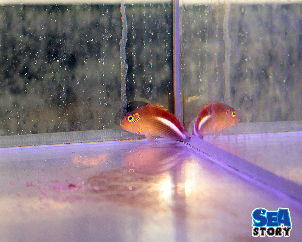 20250122-meganegonnbe