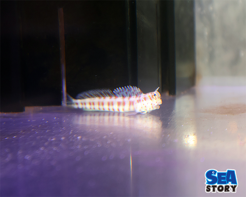 20250122-monntukikaeru