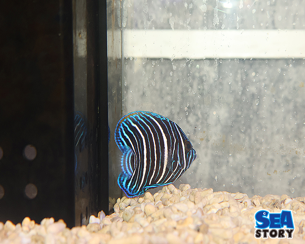 20250124-burufeyougyo