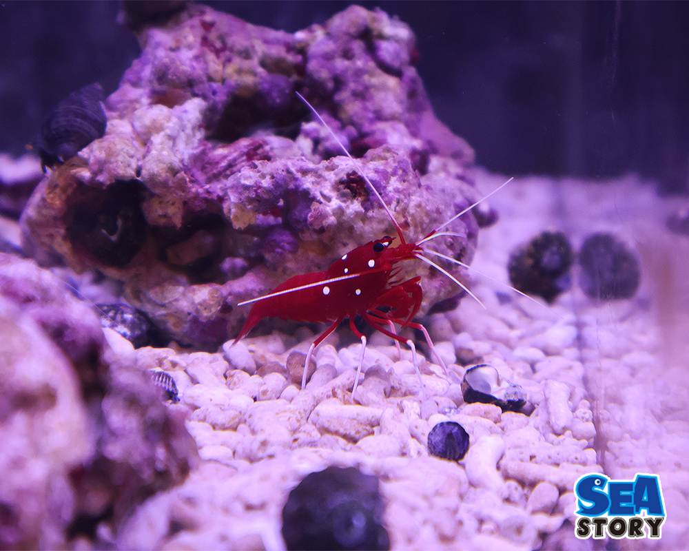 ホワイトソックス