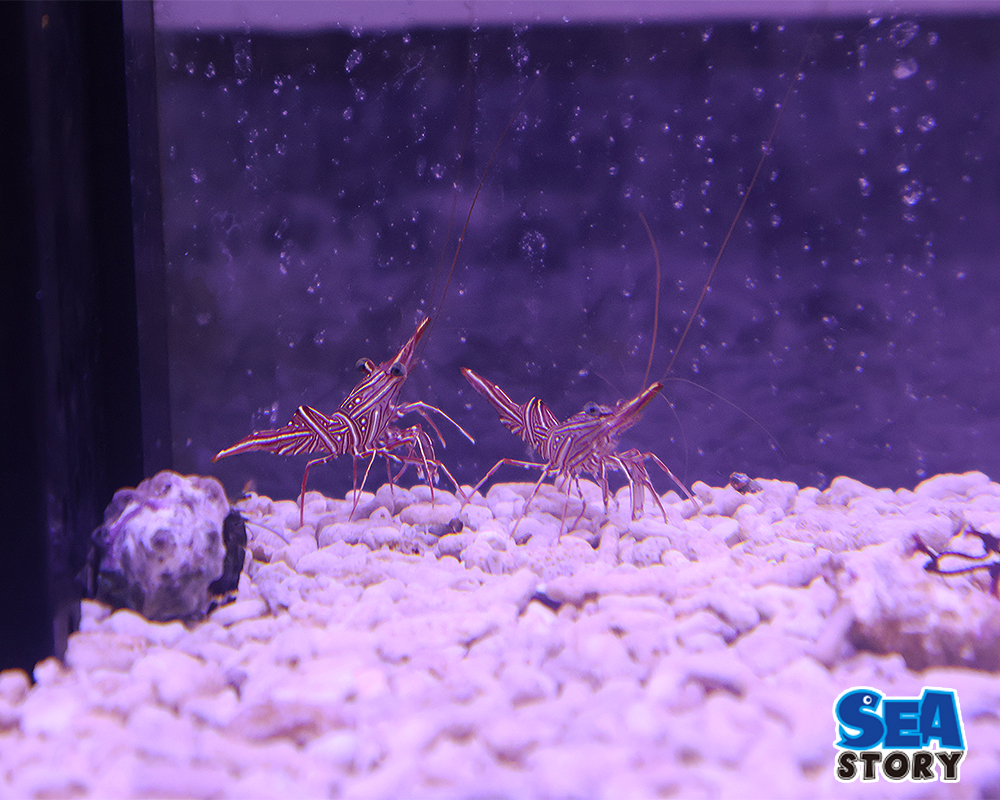 20250213-kyamerusyurinnpu