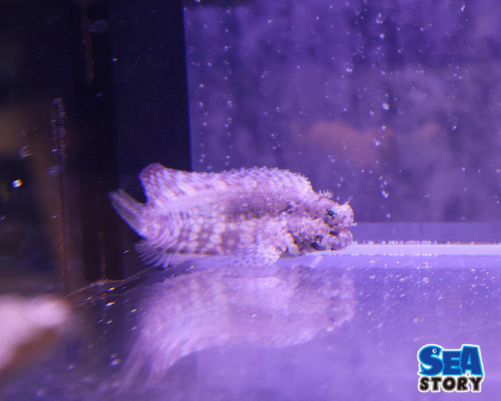 ヤエヤマギンポ