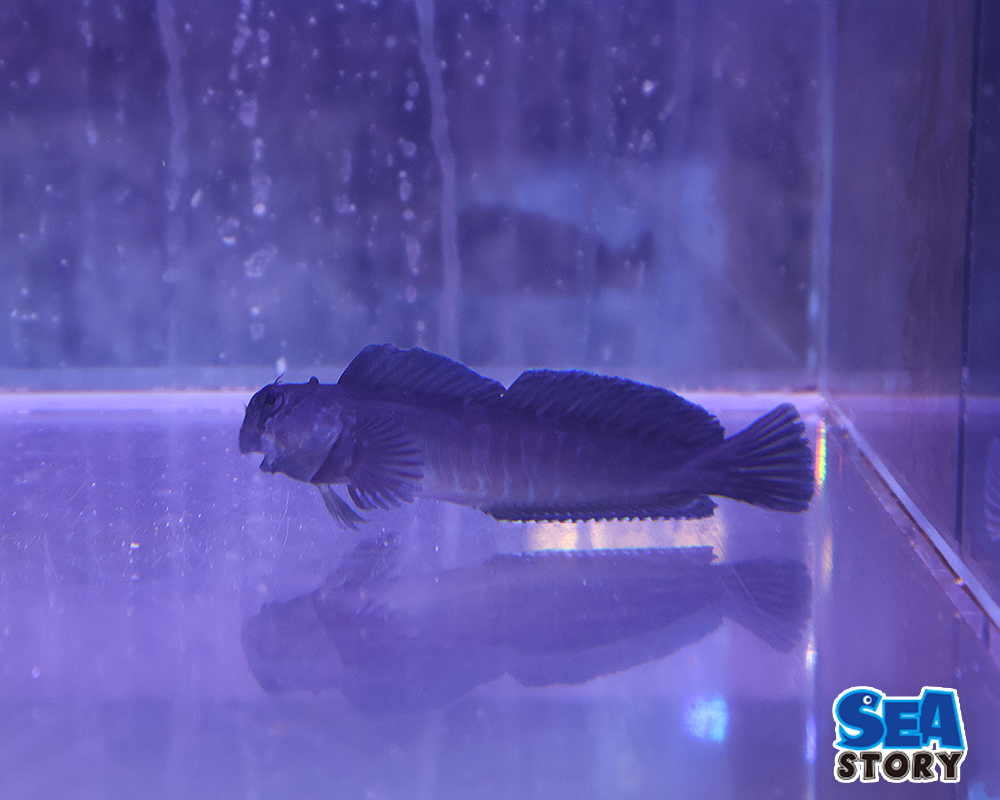 近海カエルウオ