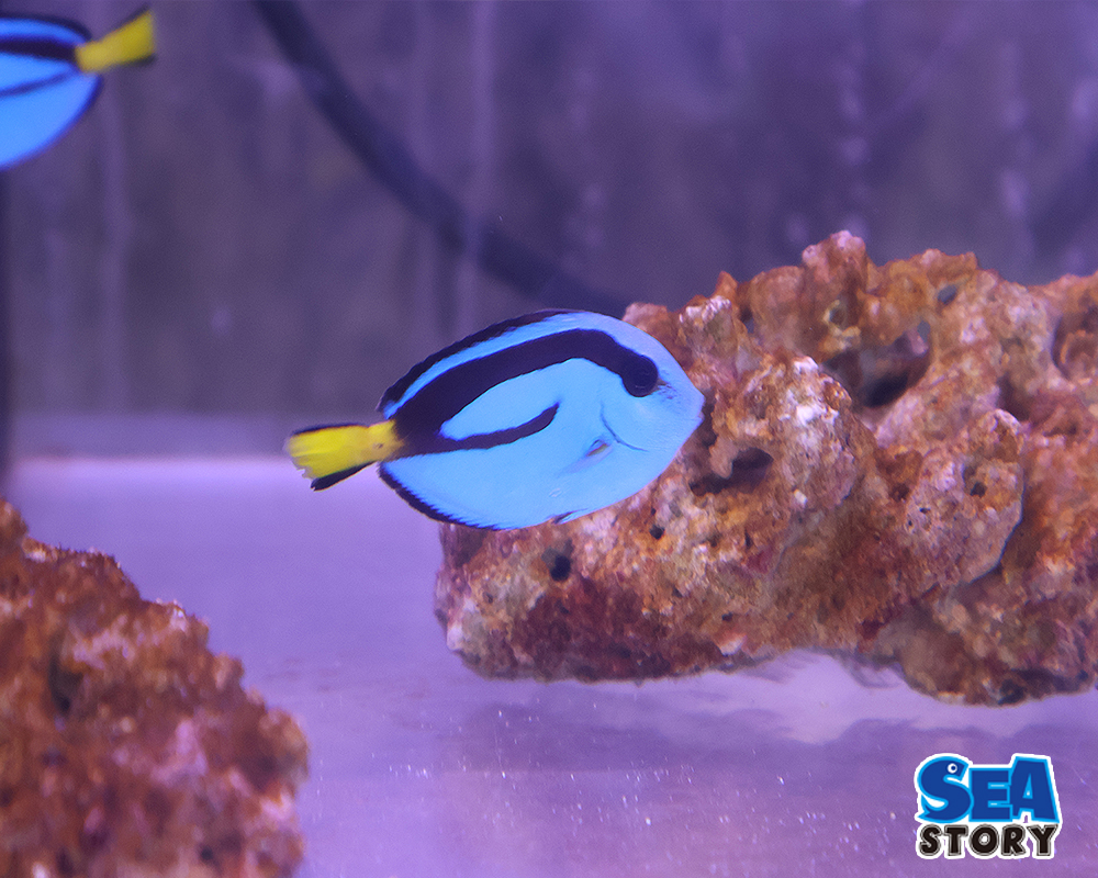 ナンヨウハギ　SM