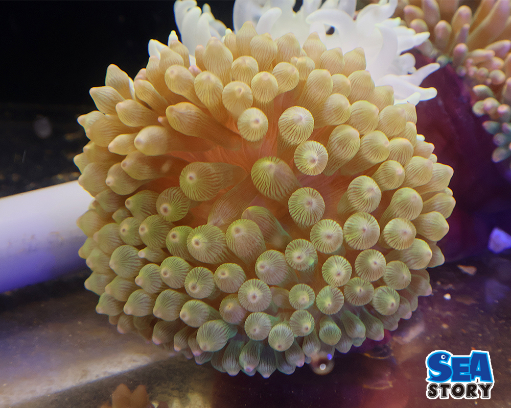 サンゴイソギンチャク　グリーン