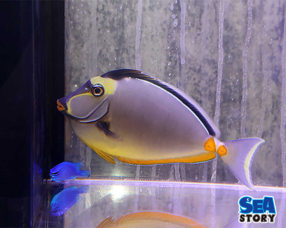 20250201-miyakotennguhagi