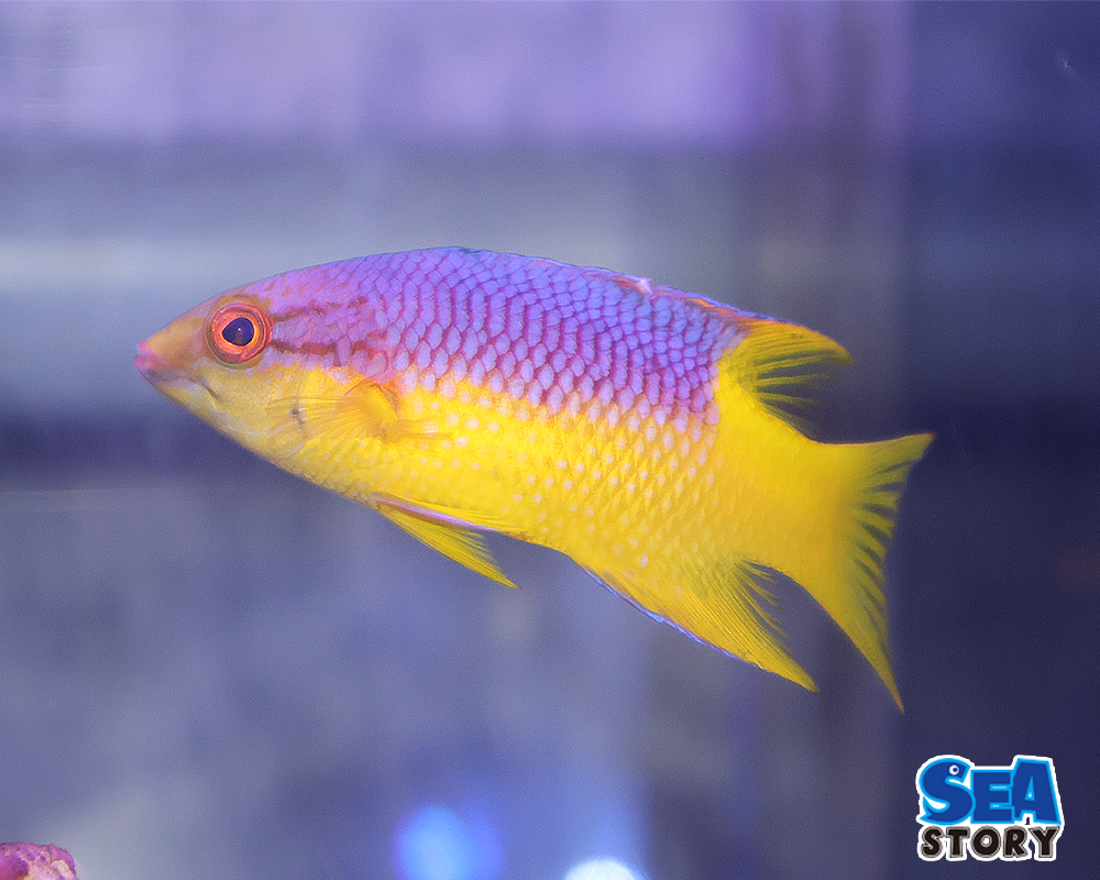 スパニッシュホグ