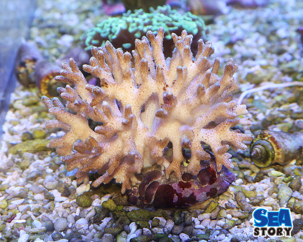 20250207-hutotogesanngo