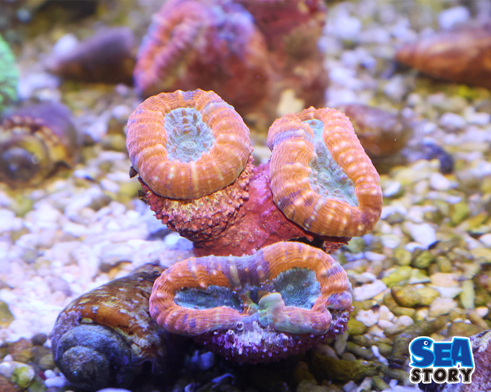 20250207-maruhanagatasanngoorennzianndoguri-nn