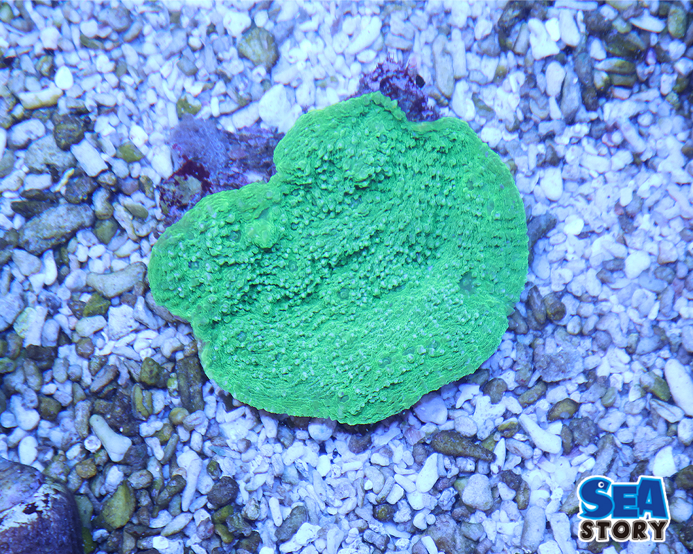 20250207-usukomonsanngoguri-n