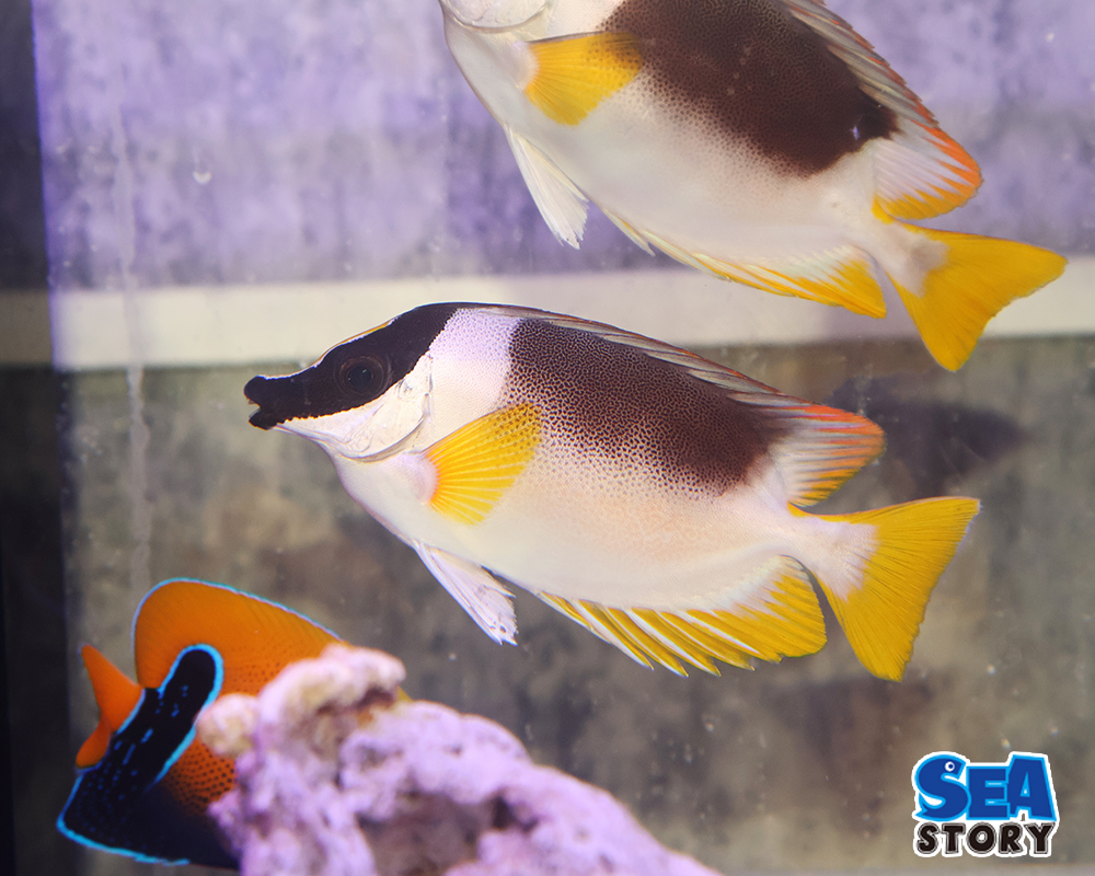 20250209-anndamannfoxtukusufeisu