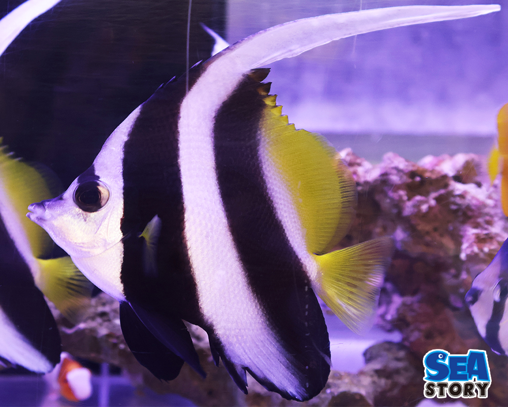 20250209-hatatatedai