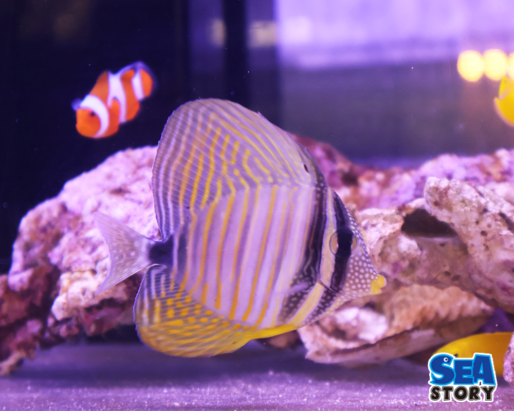 20250209-inndexiannserufinntann