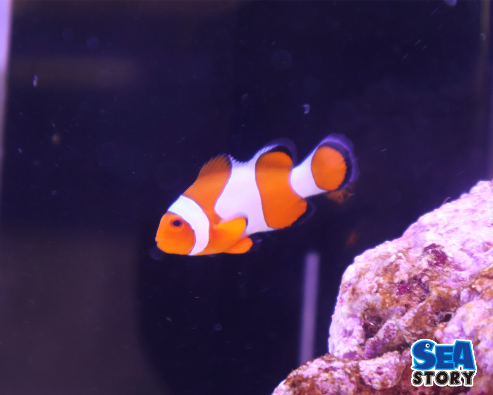 20250209-kakurekumanomiwd