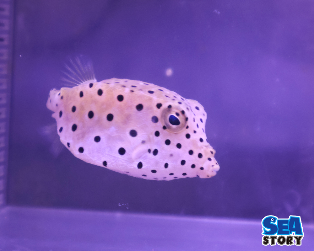 20250209-minamihakofugu