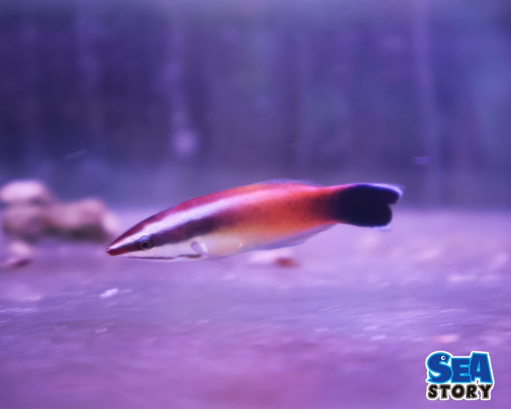 20250209-pi-tikuri-na-rasu