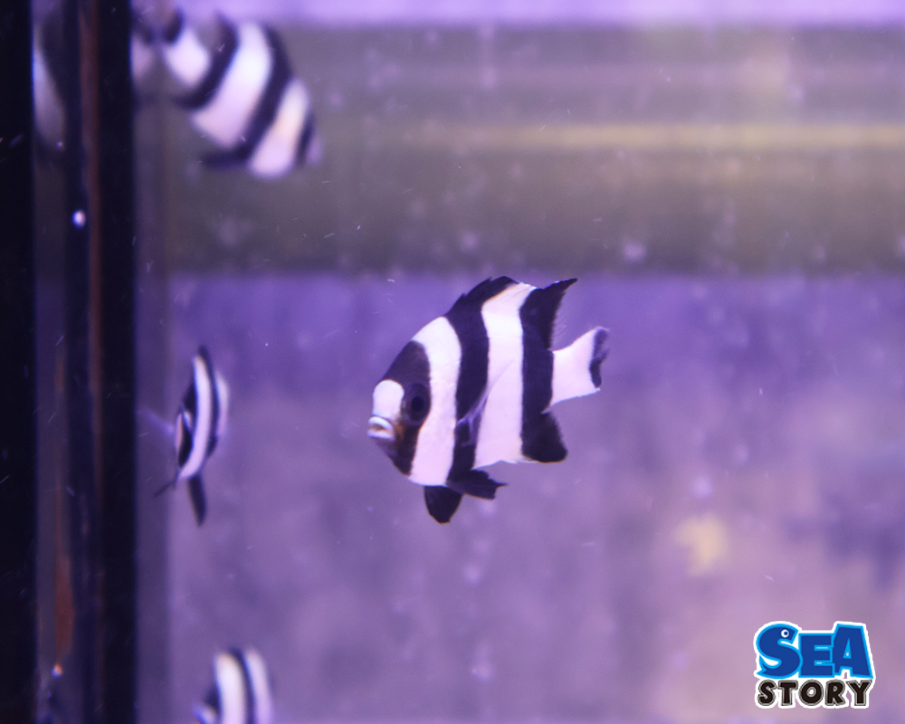 20250209-yosuziryuukyuusuzumedai