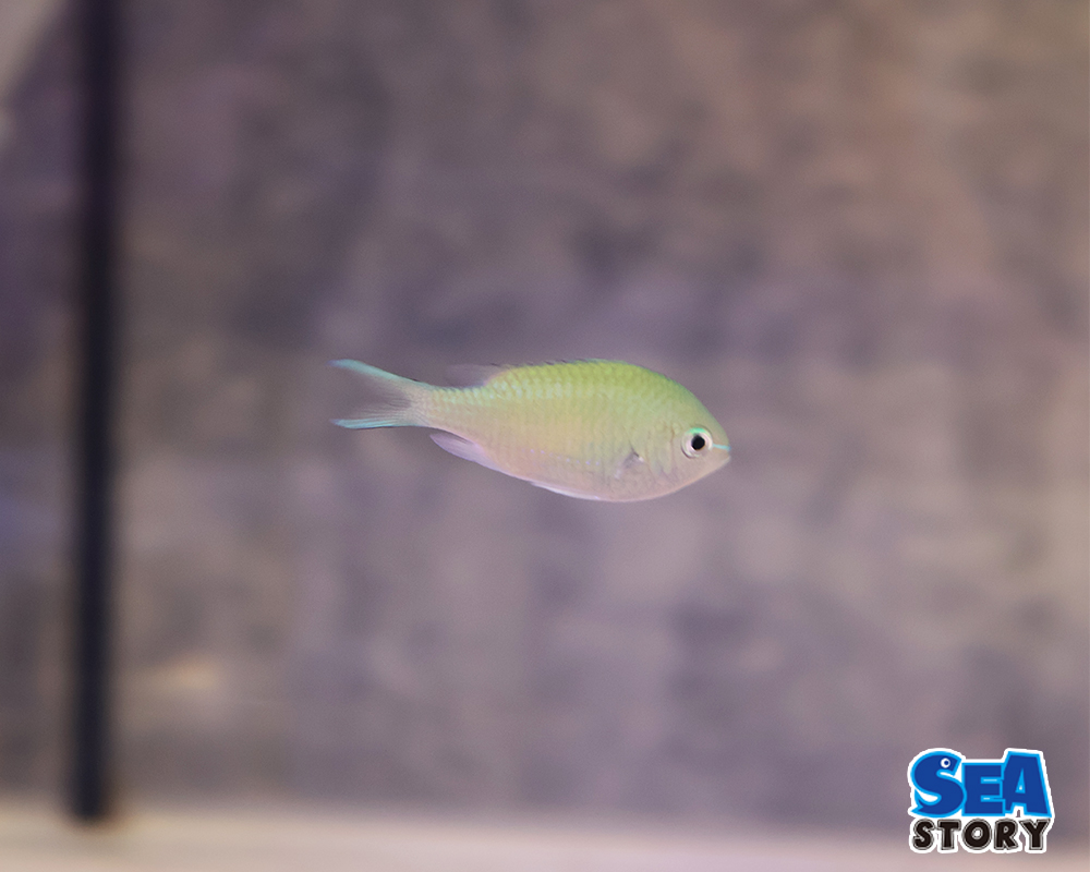 デバスズメダイ