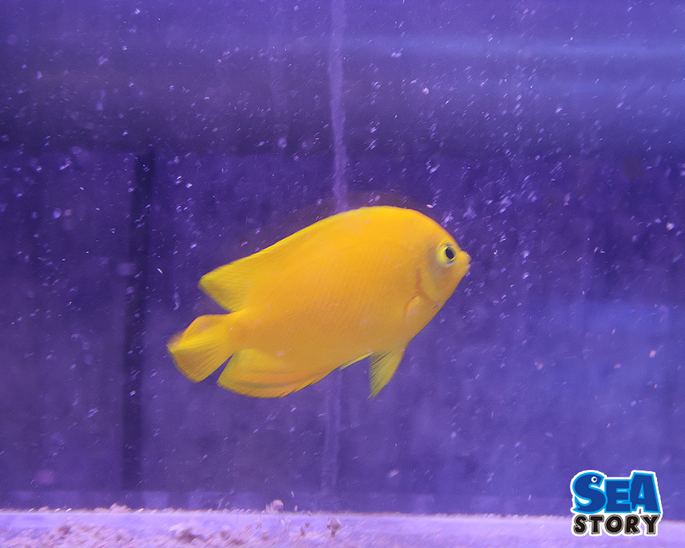 20250213-herarudoyaxtuko