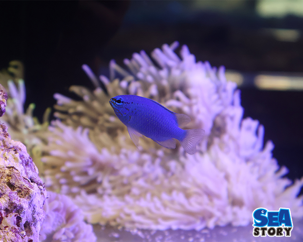 コバルトスズメダイ