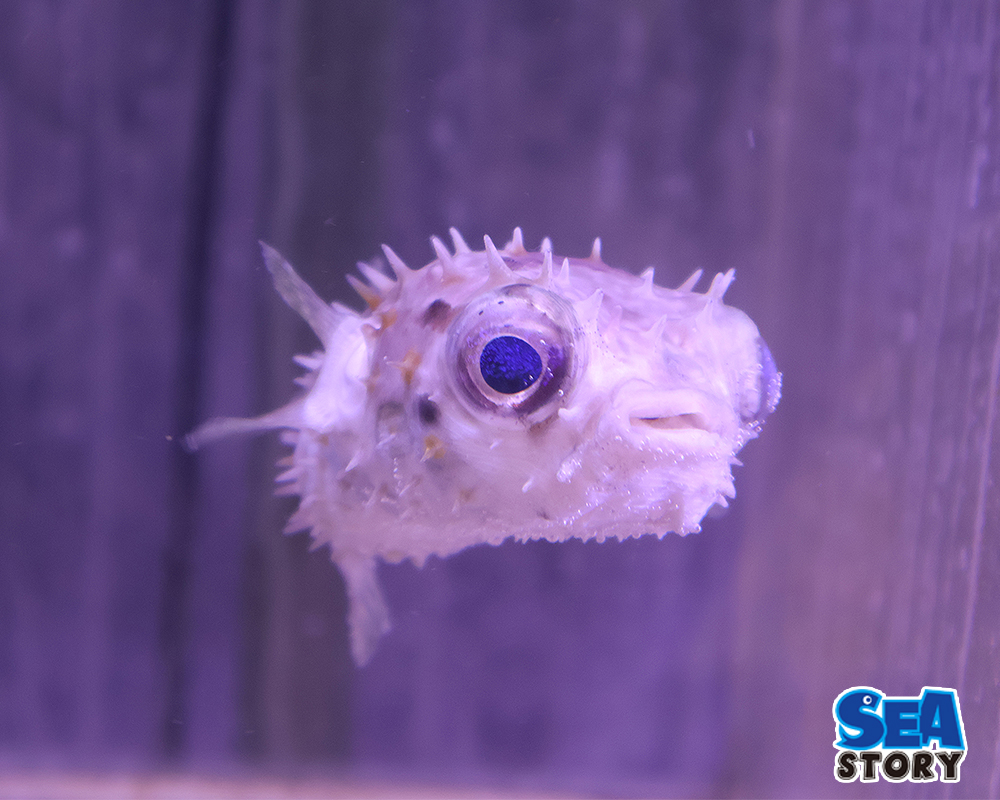 20250213-meitaisigakihugu