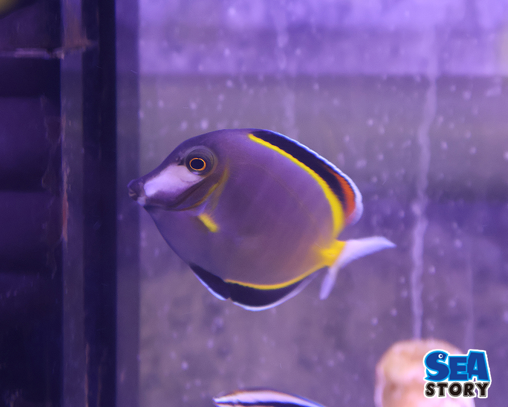 20250213-namidakurohagi