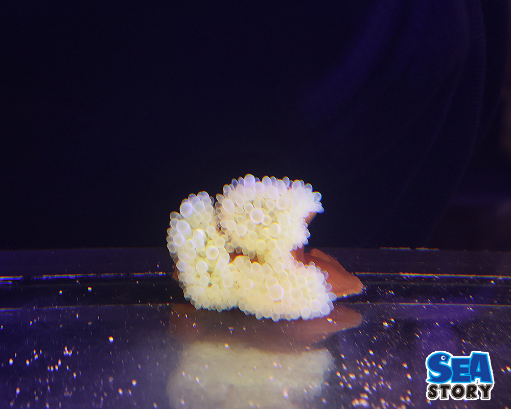 20250213-tamaitadakiisoginntyaku