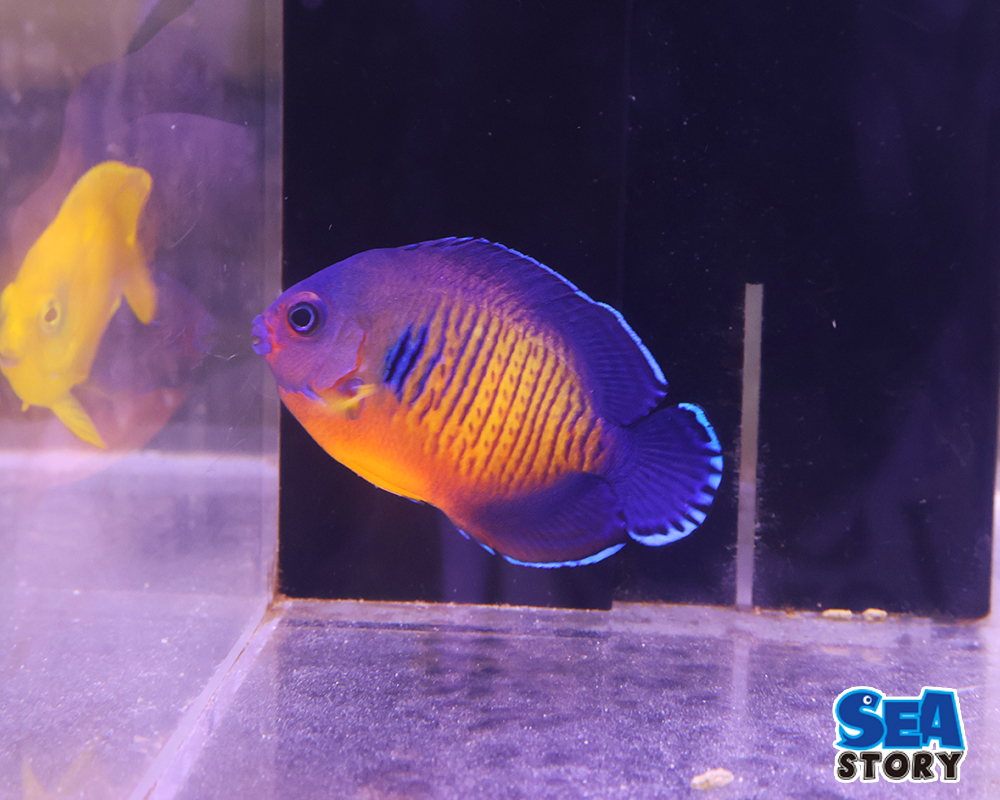 20250216-ruriyaxtuko