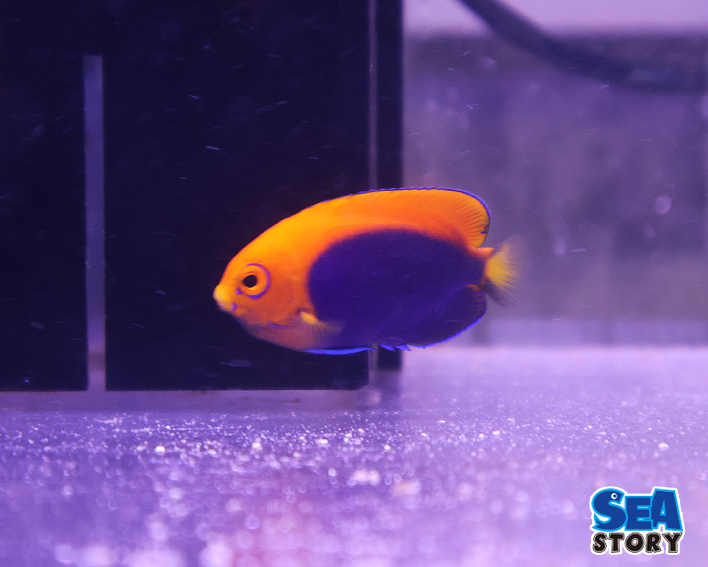 20250221-afurikannpigumi-ennzeru