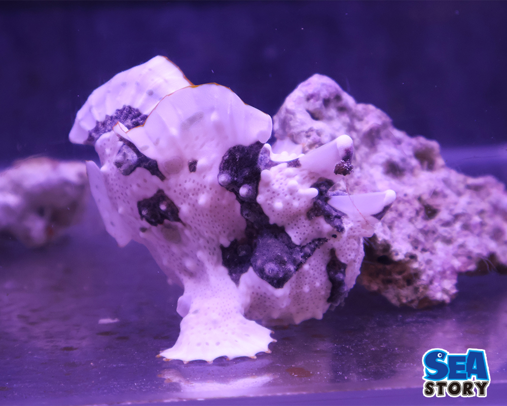 20250221-irokaeruannkou