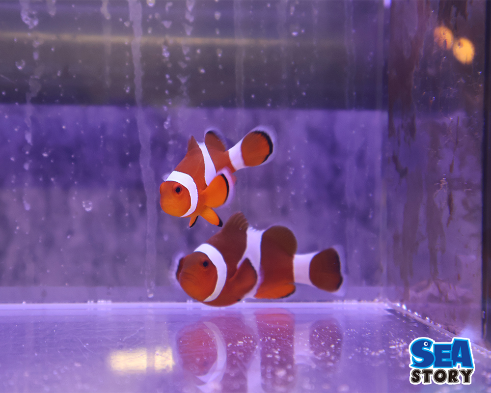 20250221-okinawasannkakurekumanomipea