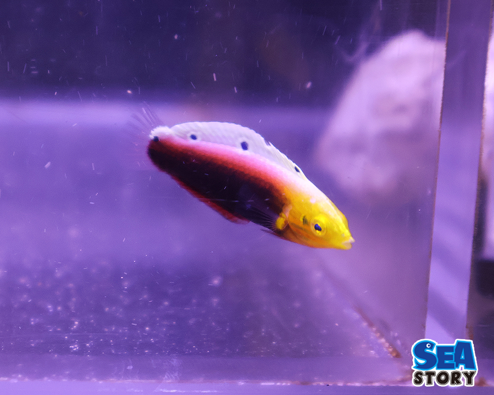 20250221-ri-denntorasu