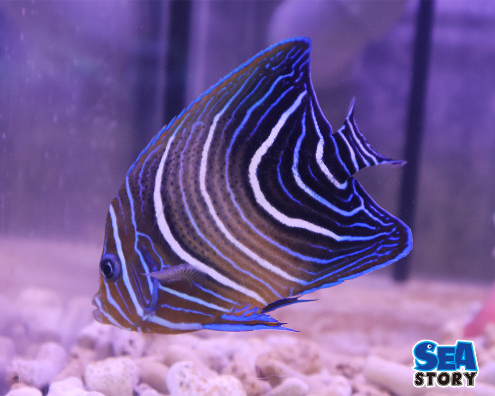 20250221-sazanamiyaxtuko1