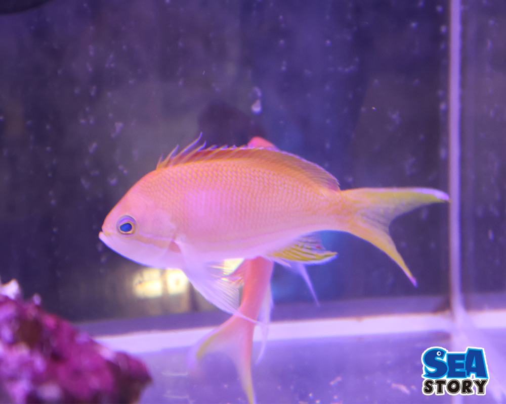 20250221-sumirenagahanadai