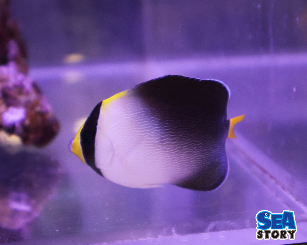 20250221-tirimenntaxtuko