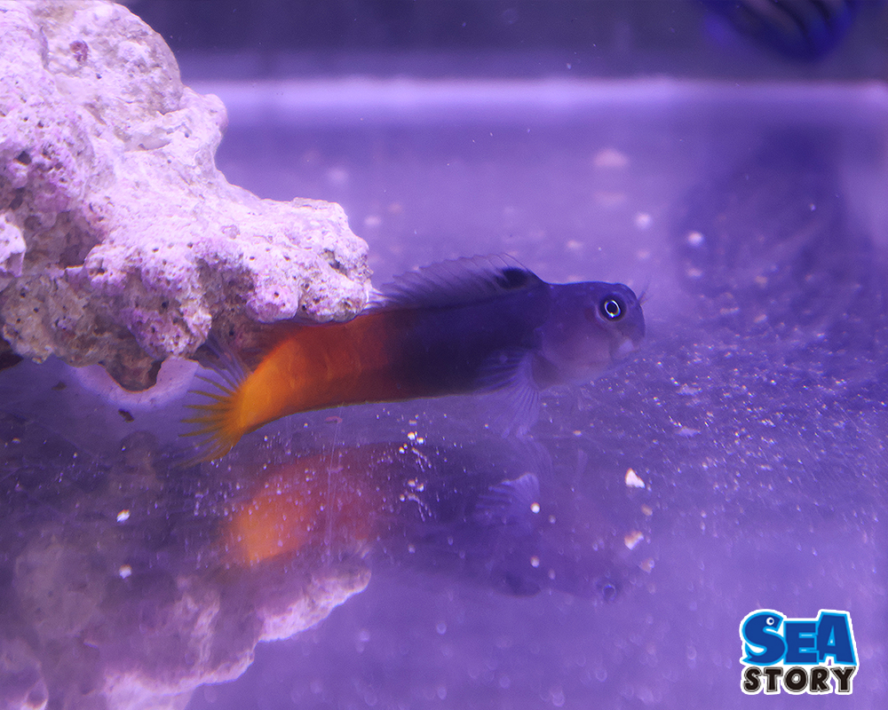 フタイロカエルウオ