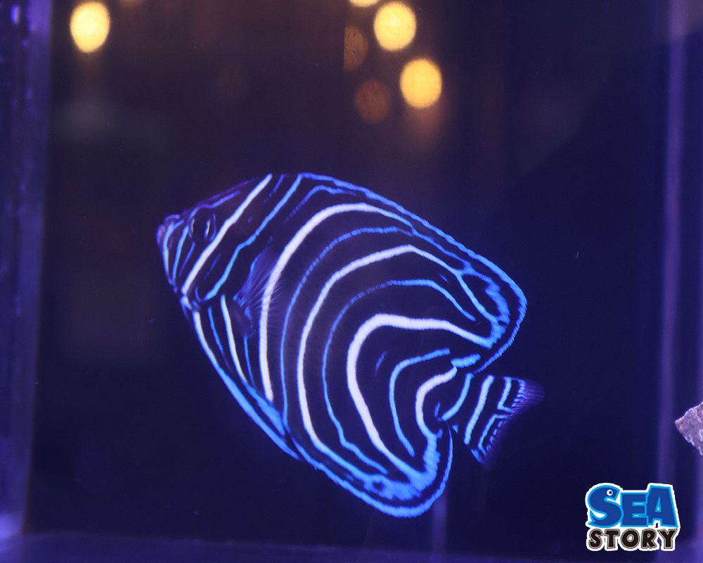 サザナミヤッコ　幼魚