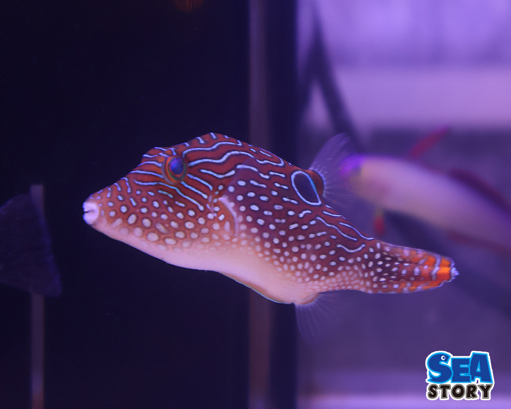 インドパシフィックトビー