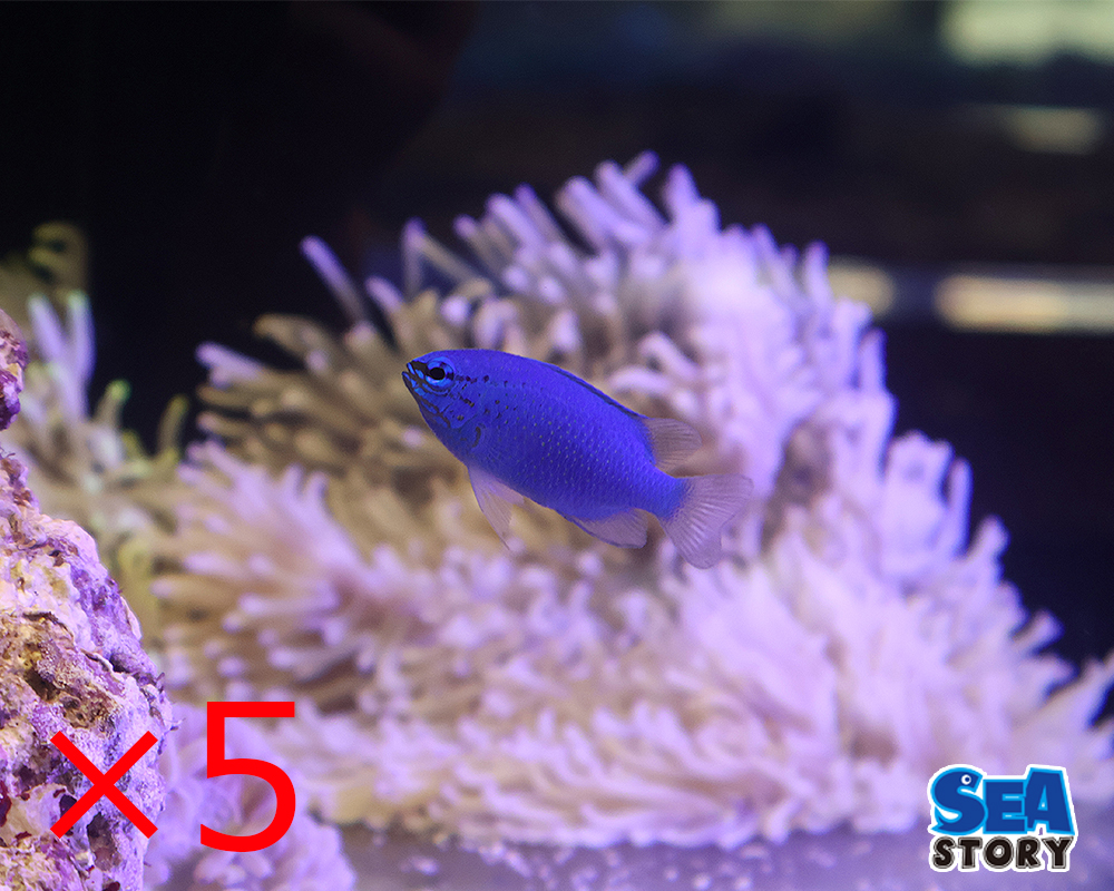 コバルトスズメダイ　5匹セット