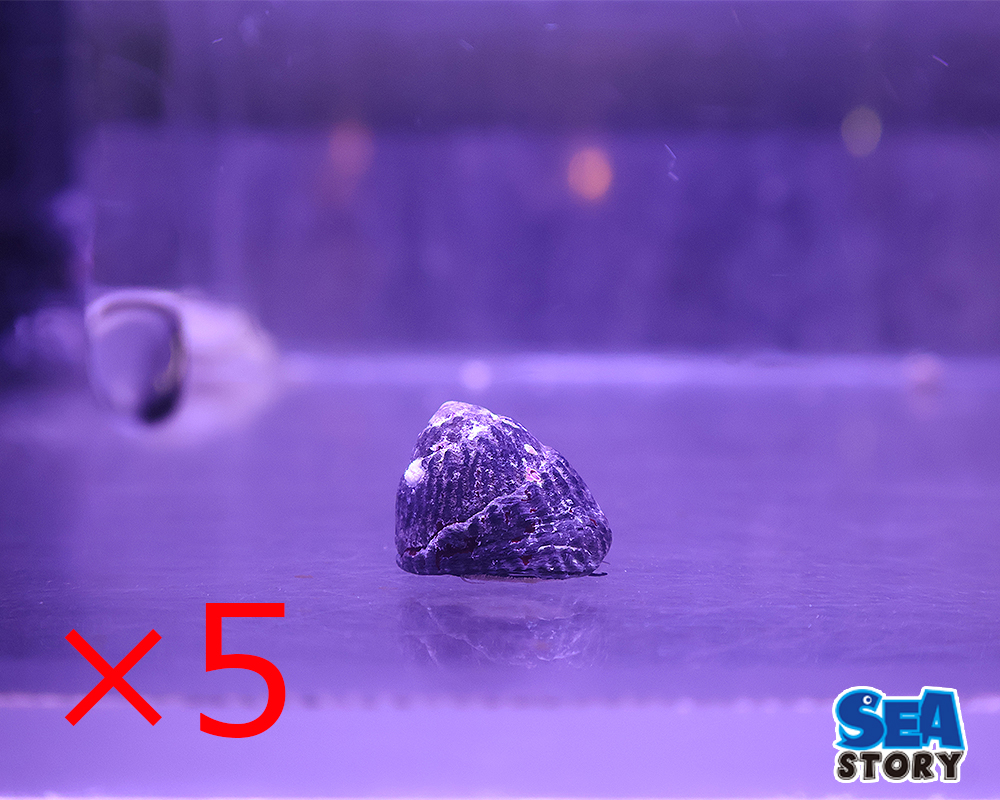 シッタカ貝　５匹セット