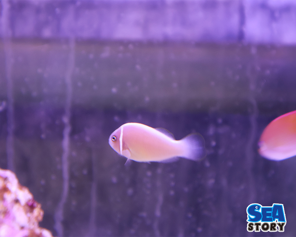 20250227-hanabirakumanomi