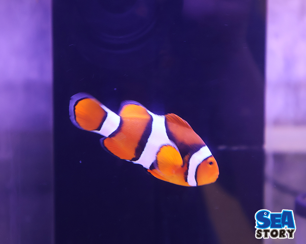 20250227-perukurakuraunn