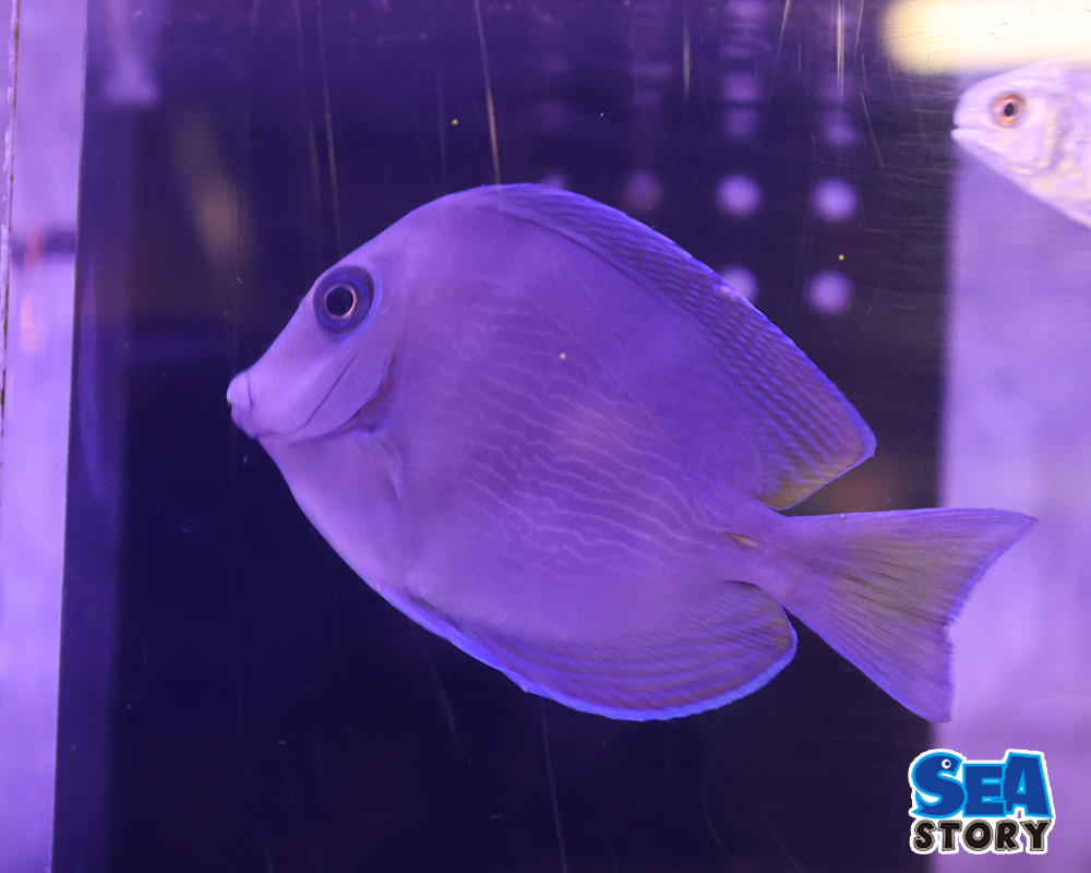 20250305-atoranntexixtukuburu-tann