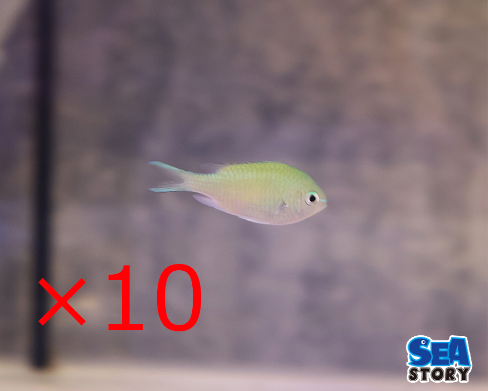 デバスズメダイ　10匹セット