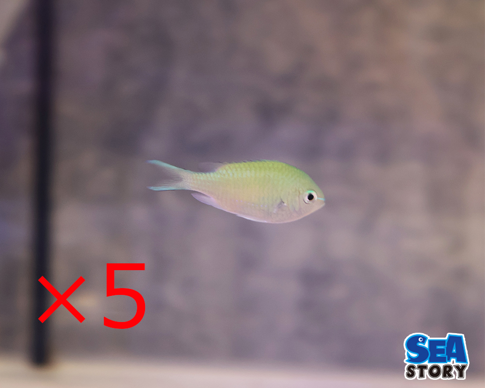 デバスズメダイ　5匹セット