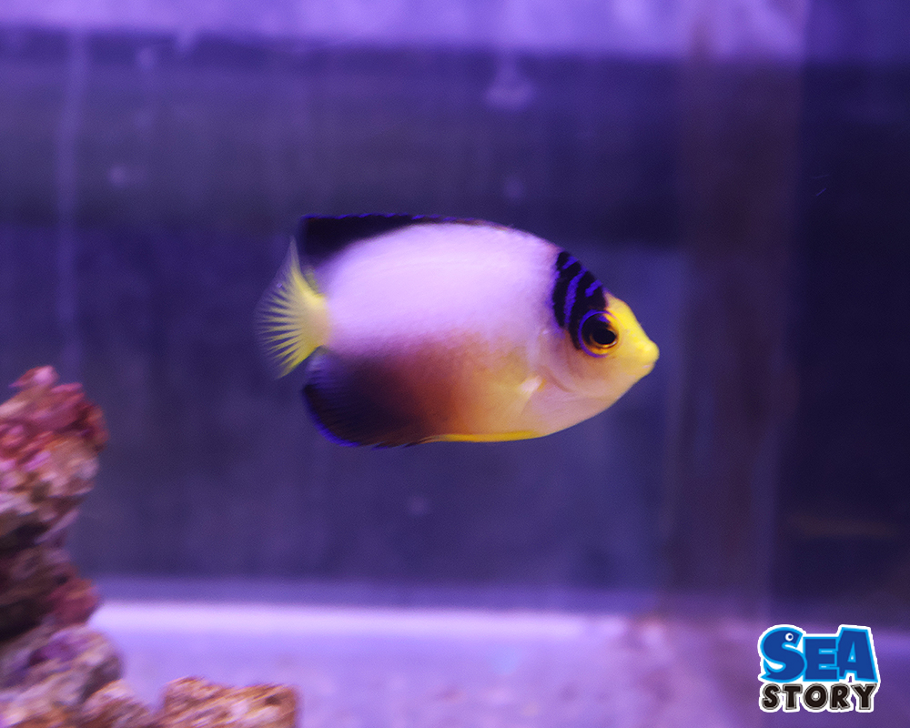 マルチカラーエンゼル