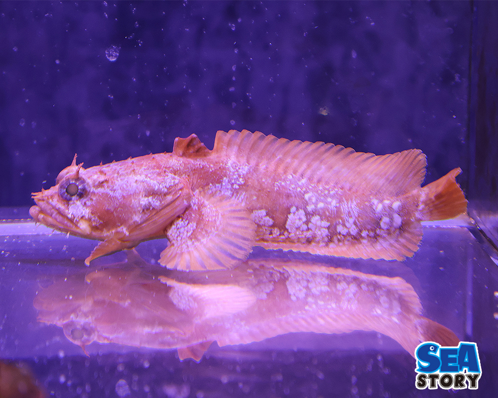 オレンジトードフィッシュ